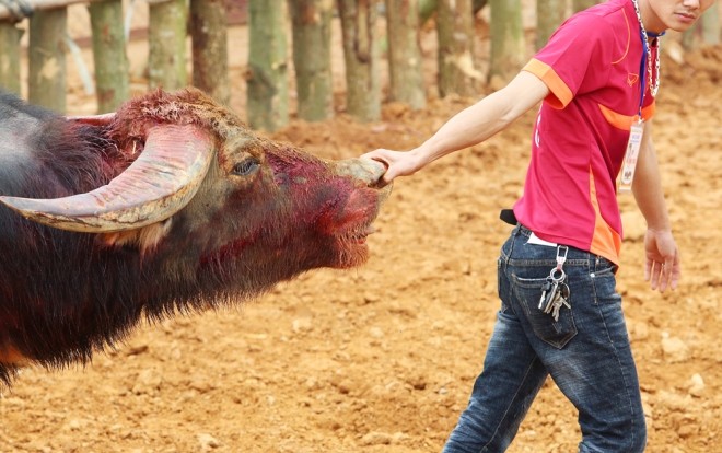 Trâu chọi đổ máu tìm ngôi vương - ảnh 11