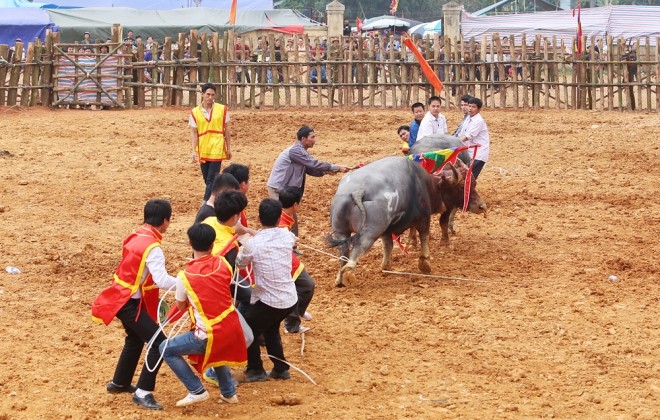 Trâu chọi đổ máu tìm ngôi vương - ảnh 7