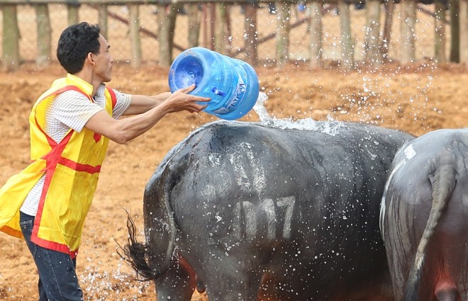 Trâu chọi đổ máu tìm ngôi vương - ảnh 8