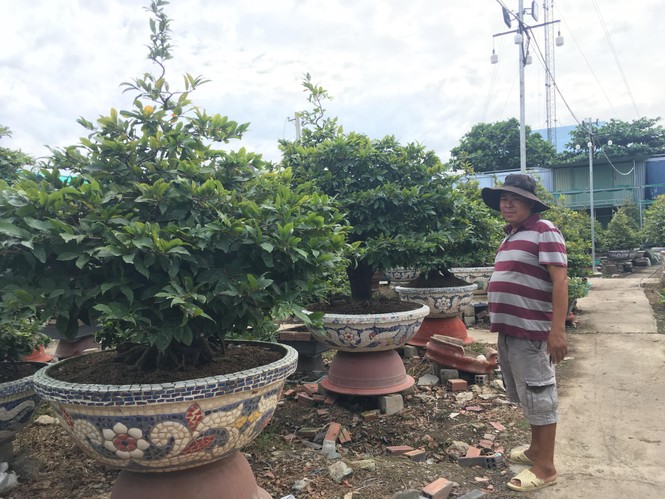 Mai tết nở sớm, nhà vườn 'khóc ròng' - ảnh 8
