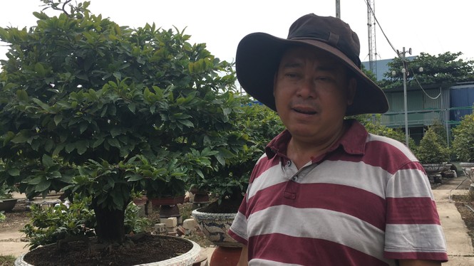 Mai tết nở sớm, nhà vườn 'khóc ròng' - ảnh 13