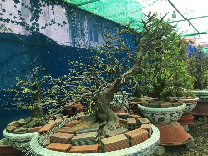 Mai tết nở sớm, nhà vườn 'khóc ròng' - ảnh 10