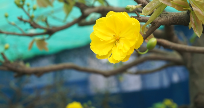 Mai tết nở sớm, nhà vườn 'khóc ròng' - ảnh 6