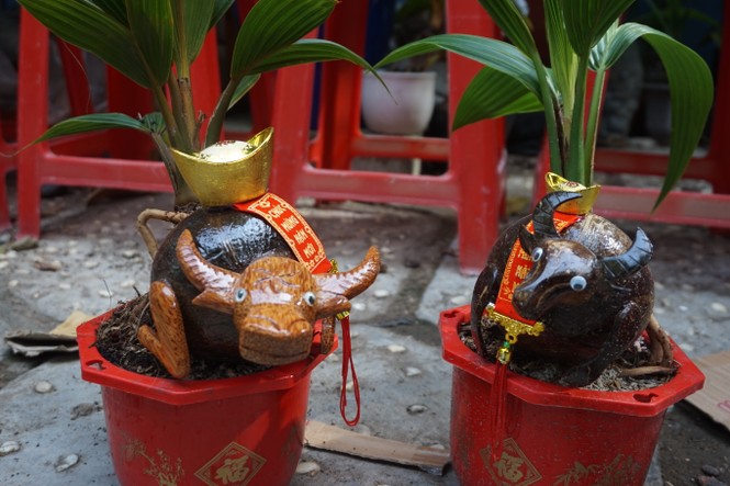 Độc đáo bonsai dừa tạo hình con trâu đón Tết Tân Sửu 2021 - ảnh 3