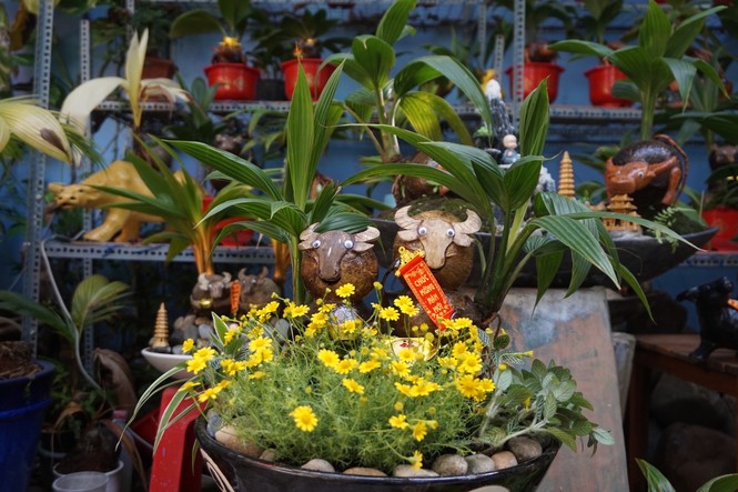 Độc đáo bonsai dừa tạo hình con trâu đón Tết Tân Sửu 2021 - ảnh 6