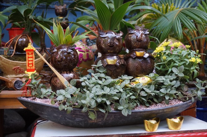Độc đáo bonsai dừa tạo hình con trâu đón Tết Tân Sửu 2021 - ảnh 5