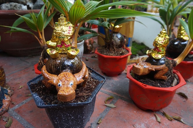 Độc đáo bonsai dừa tạo hình con trâu đón Tết Tân Sửu 2021 - ảnh 1