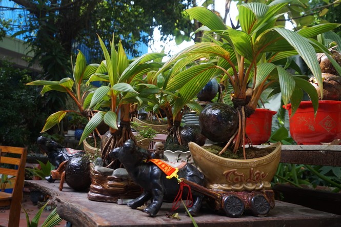 Độc đáo bonsai dừa tạo hình con trâu đón Tết Tân Sửu 2021 - ảnh 4