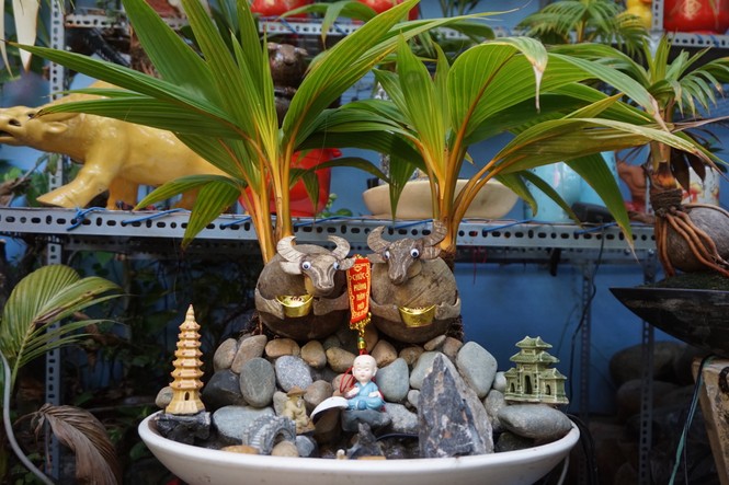 Độc đáo bonsai dừa tạo hình con trâu đón Tết Tân Sửu 2021 - ảnh 7