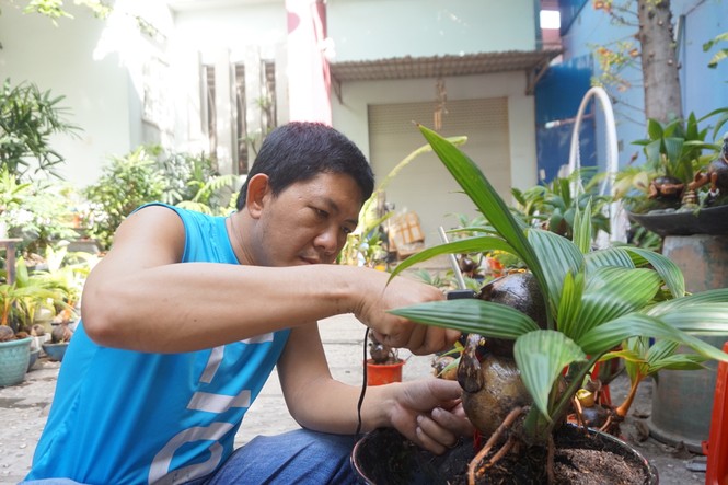 Độc đáo bonsai dừa tạo hình con trâu đón Tết Tân Sửu 2021 - ảnh 8