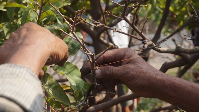 Chi cả tỷ đồng thuê người lặt lá mai tết - ảnh 5