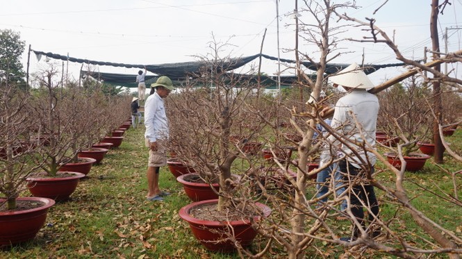 Chi cả tỷ đồng thuê người lặt lá mai tết - ảnh 8