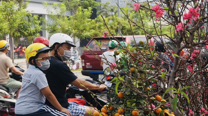 Đào miền Bắc đỏ rực ở đất phương Nam - ảnh 4