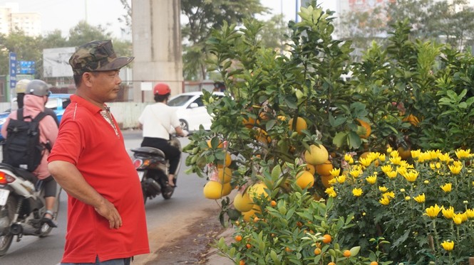 Đào miền Bắc đỏ rực ở đất phương Nam - ảnh 15