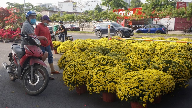 Đào miền Bắc đỏ rực ở đất phương Nam - ảnh 11