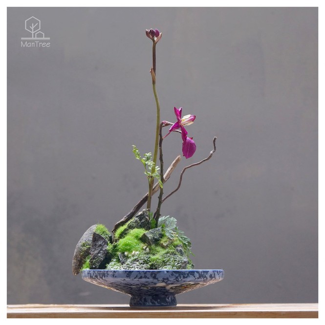 Kinh doanh kiểng tết - ảnh 3
