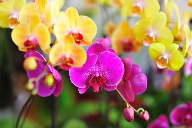 Tết Nguyên Đán Hồng Kông - ảnh 2