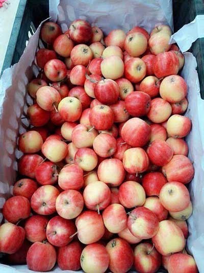 Táo đá đỏ rực hơn 50.000 đồng một kg hút khách Hà Nội - ảnh 1