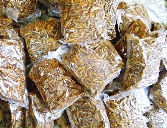 Mua mẻ tằm tươi sống lúc nhúc về ăn: Đại bổ như sâm - ảnh 1