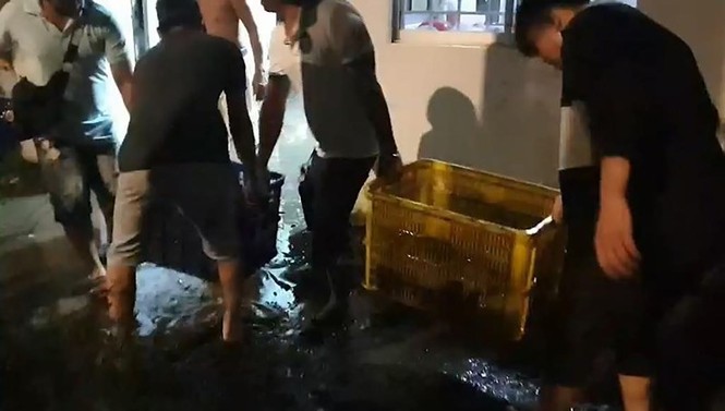 Xe tải lật ngang, gần 3 tấn cá rô bò lổn nhổn trên quốc lộ - ảnh 1