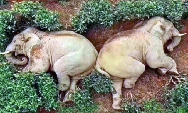 Voi lẻn vào làng uống trộm rượu rồi say xỉn ngủ giữa vườn chè - ảnh 2