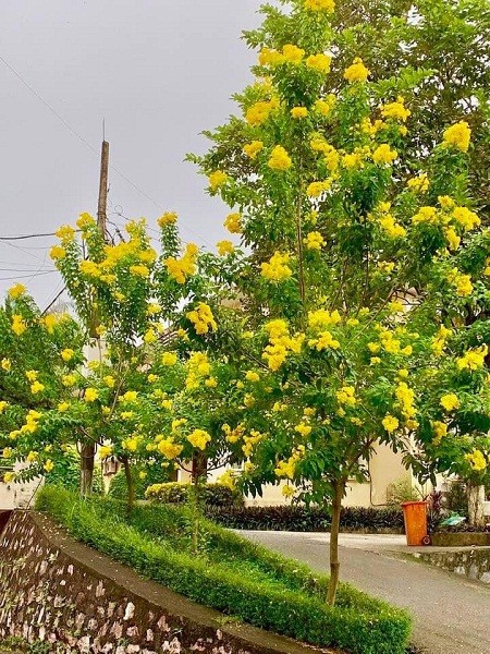 Phát ghen với ngôi trường này, quanh năm đủ loại hoa khoe sắc - ảnh 1