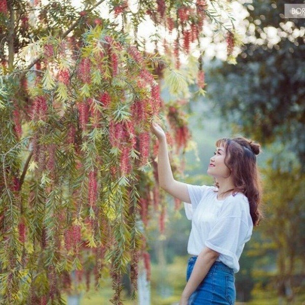 Phát ghen với ngôi trường này, quanh năm đủ loại hoa khoe sắc - ảnh 5
