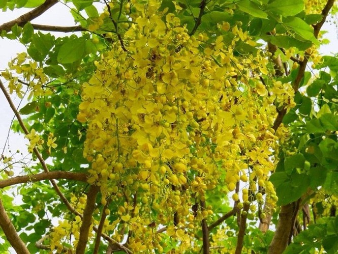 Phát ghen với ngôi trường này, quanh năm đủ loại hoa khoe sắc - ảnh 2