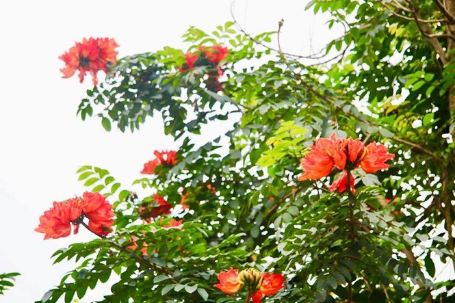 Phát ghen với ngôi trường này, quanh năm đủ loại hoa khoe sắc - ảnh 7