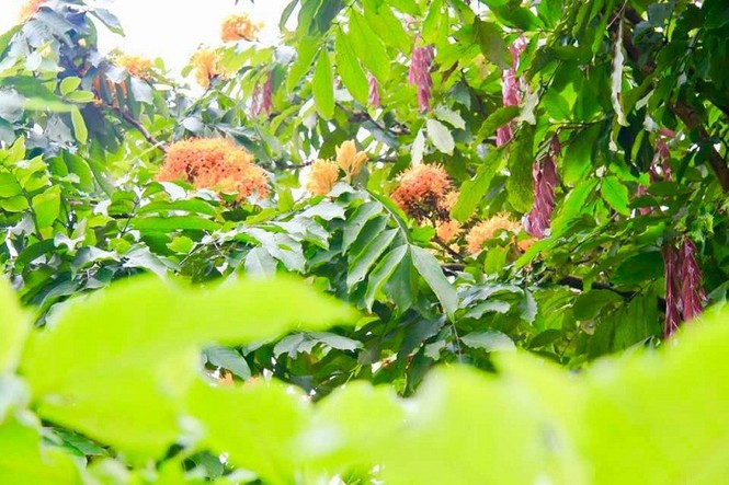 Phát ghen với ngôi trường này, quanh năm đủ loại hoa khoe sắc - ảnh 8