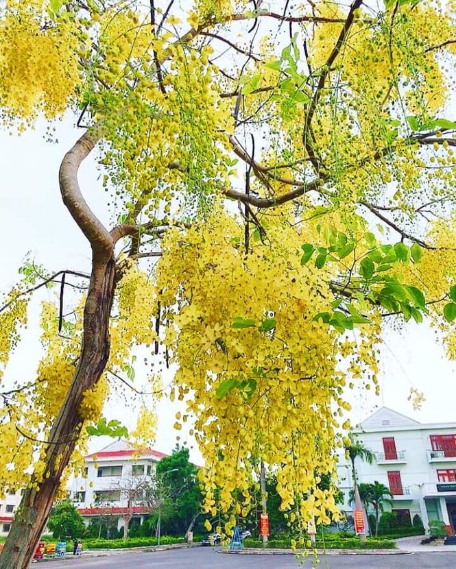 Đến trường ĐH Nội vụ Hà Nội Phân hiệu tại Quảng Nam – Đà Nẵng để học tập, khám phá du lịch - ảnh 15