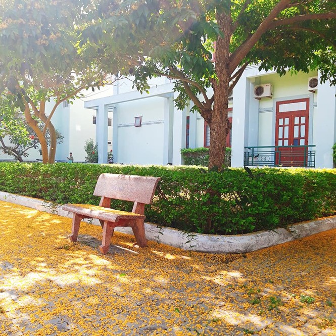 Đến trường ĐH Nội vụ Hà Nội Phân hiệu tại Quảng Nam – Đà Nẵng để học tập, khám phá du lịch - ảnh 16