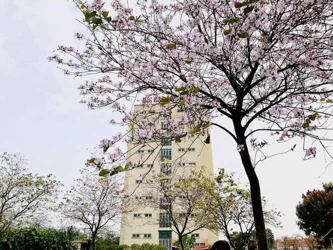 Những tọa độ “check in” đẹp mê mẩn tại Đại học Đại Nam - ảnh 1