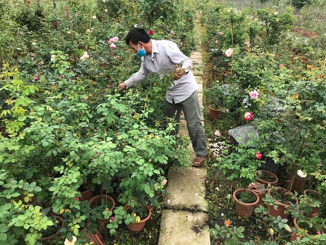 Hết hạn cách ly COVID-19, hoa hồng Hạ Lôi lại đi muôn nơi - ảnh 2