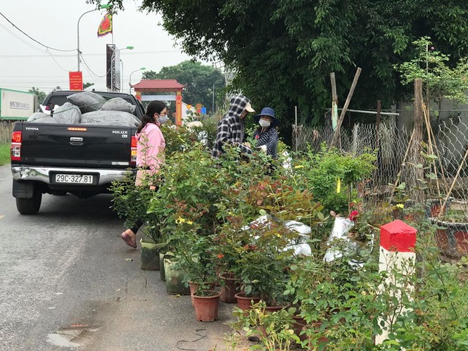 Hết hạn cách ly COVID-19, hoa hồng Hạ Lôi lại đi muôn nơi - ảnh 5
