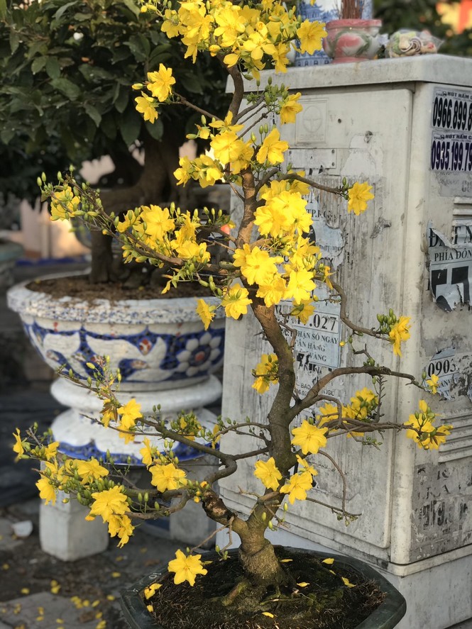 Mai vàng, hoa Tết nhộn nhịp xuống phố - ảnh 11