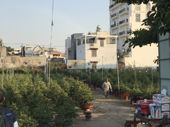 Mai vàng, hoa Tết nhộn nhịp xuống phố - ảnh 8