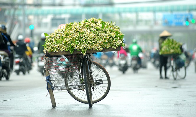 Hoa bưởi dịu dàng về trên phố ngày xuân - ảnh 1