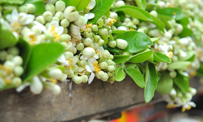 Hoa bưởi dịu dàng về trên phố ngày xuân - ảnh 6