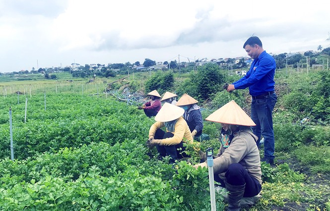 Chàng thanh niên dân tộc Tày mê nông nghiệp - ảnh 1