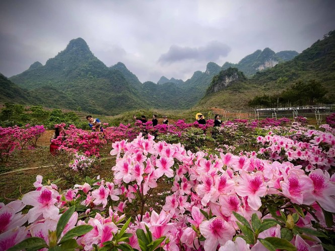 Lạc vào thiên đường hoa đỗ quyên lớn nhất Việt Nam - ảnh 9