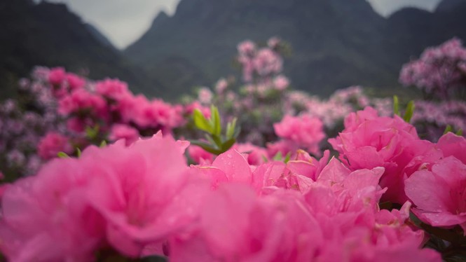 Lạc vào thiên đường hoa đỗ quyên lớn nhất Việt Nam - ảnh 6