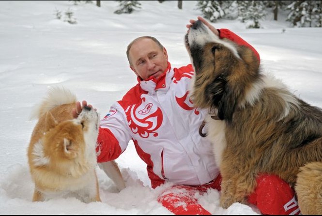 Bé gái nghèo được ông Putin tặng chó husky - ảnh 1