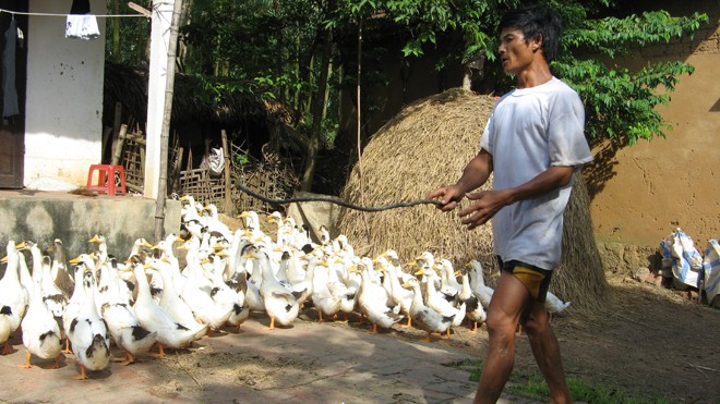 Cúm gia cầm bùng phát, vaccine nội loay hoay - ảnh 1