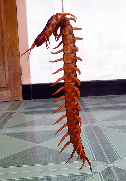 Phát hiện ong lạ có đầu giống đầu cá nóc - ảnh 2