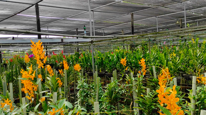 Dân trồng lan ở Sài Gòn thấp thỏm lo hoa nở không kịp Tết - ảnh 1