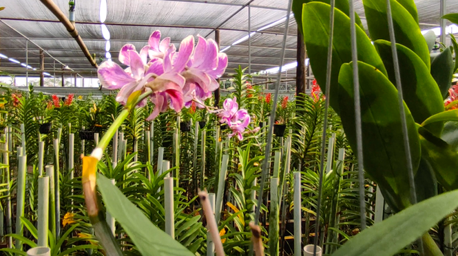 Dân trồng lan ở Sài Gòn thấp thỏm lo hoa nở không kịp Tết - ảnh 8