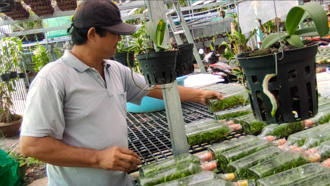 Dân trồng lan ở Sài Gòn thấp thỏm lo hoa nở không kịp Tết - ảnh 10