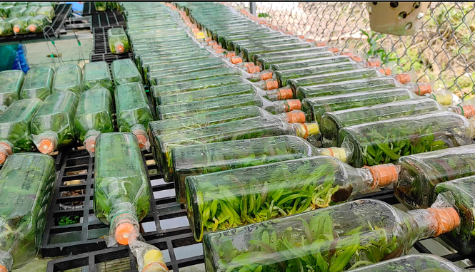 Dân trồng lan ở Sài Gòn thấp thỏm lo hoa nở không kịp Tết - ảnh 11