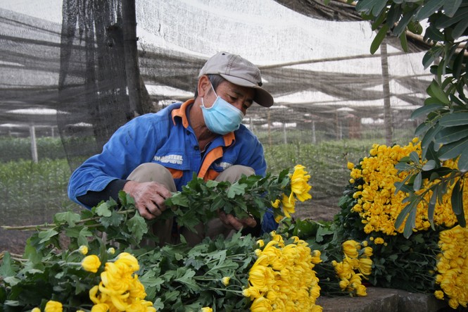 Người dân làng Tây Tựu thấp thỏm chờ Tết - ảnh 4